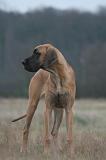 DOGUE ALLEMAND 741